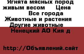 Ягнята мясных пород живым весом.  › Цена ­ 125 - Все города Животные и растения » Другие животные   . Ненецкий АО,Кия д.